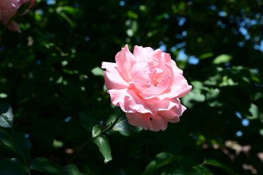 Güzel pembe gül gün ışığında çalıların üzerinde 