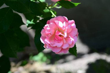 Güzel pembe gül gün ışığında çalıların üzerinde 