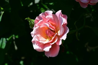 Güzel pembe gül gün ışığında çalıların üzerinde 