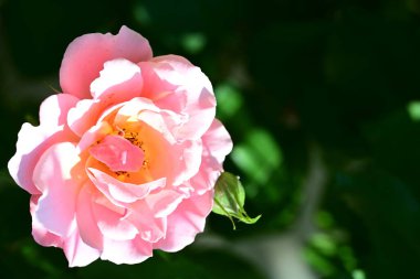 Güzel pembe gül gün ışığında çalıların üzerinde 