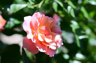 Güzel pembe gül gün ışığında çalıların üzerinde 