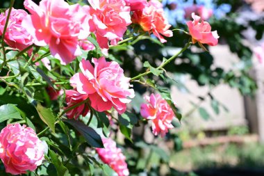 Bereketli gül çalılarının botanik manzarasını kapat