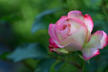 Bereketli gül çalılarının botanik manzarasını kapat