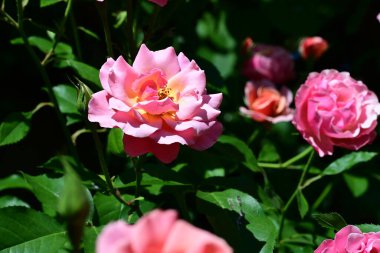 Aromatik yapraklı, huzurlu gül çalısı.