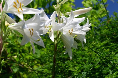 Bahçedeki çiçek tarhında doğa manzarası 