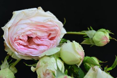 Bahçedeki çiçek tarhında doğa manzarası 