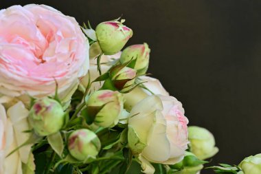 Aromatik yapraklı, huzurlu gül çalısı.