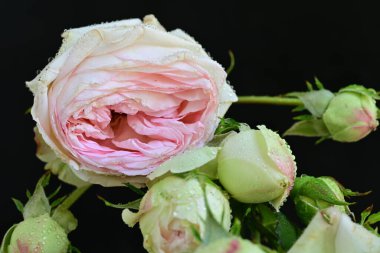 Güzel bir buket pembe gül siyah arkaplanda