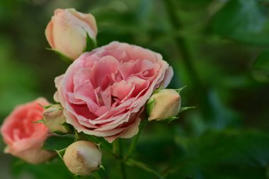 Güzel bir buket pembe gül siyah arkaplanda