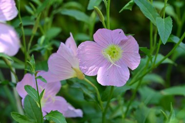 Bahçedeki çiçek tarhında doğa manzarası 