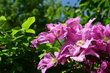 Aromatik yapraklı, huzurlu gül çalısı.
