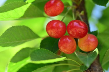 Güzel botanik çekimi, doğal arka plan.