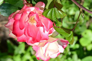 Bahçedeki çiçek tarhında doğa manzarası 