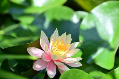 Gölette büyüyen nilüfer çiçeği