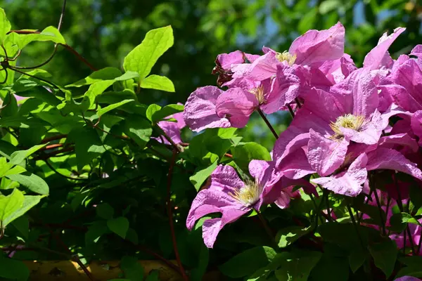 Bahçedeki çiçek tarhında doğa manzarası 