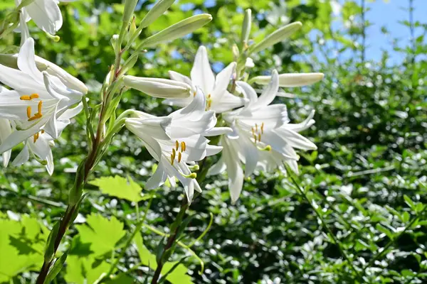 Bahçedeki çiçek tarhında doğa manzarası 