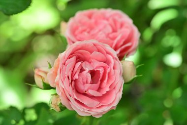 Yumuşak gül filizinin zengin botanik ayrıntıları