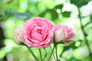 Yakından çekilen zarif gül çalısı