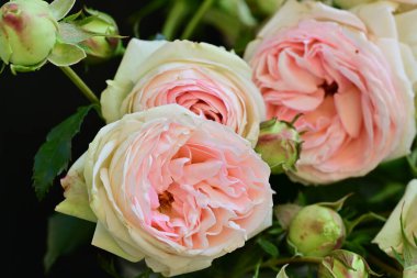 Yakından çekilen zarif gül çalısı