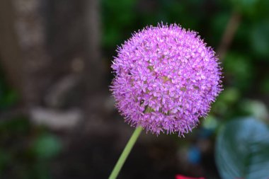 Bahçedeki çiçek tarhında doğa manzarası 