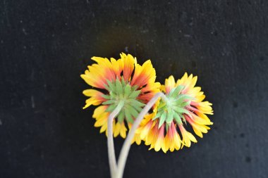 Koyu arkaplanda güzel narin çiçeklerin yakın plan görüntüsü    