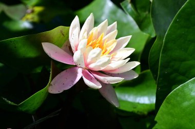 Gölette büyüyen nilüfer çiçeği