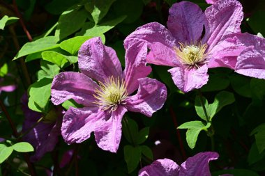Bahçedeki çiçek tarhında doğa manzarası 