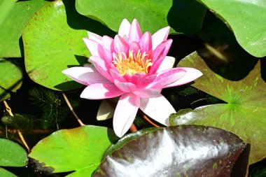 Gölette büyüyen nilüfer çiçeği