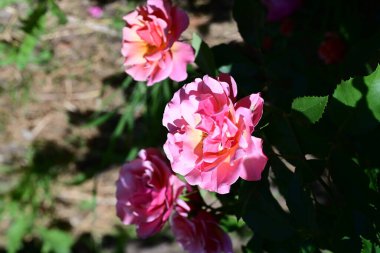 Yaz bahçesinde açan güzel pembe güller.