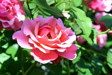 Yakından çekilen zarif gül çalısı