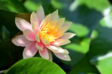 Gölette büyüyen nilüfer çiçeği