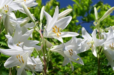 Bahçedeki çiçek tarhında doğa manzarası 