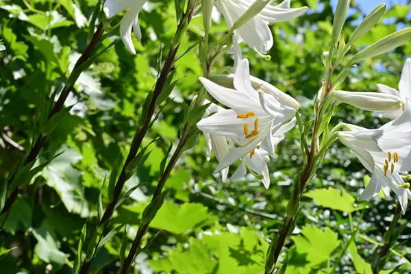Bahçedeki çiçek tarhında doğa manzarası 