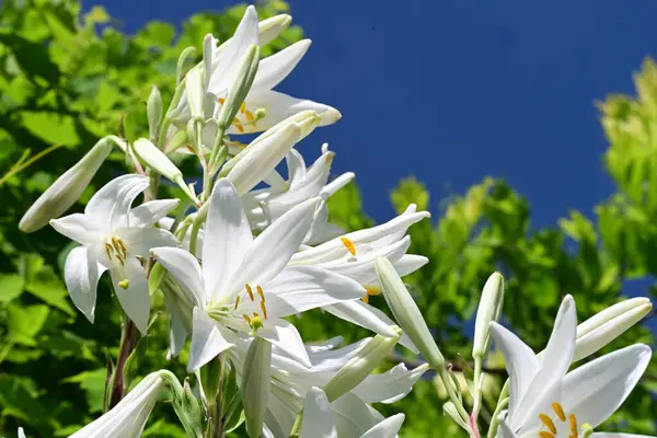 Bahçedeki çiçek tarhında doğa manzarası 