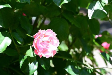 Yakından çekilen zarif gül çalısı