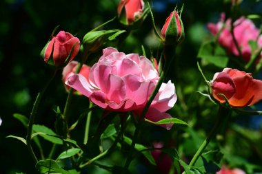 Çiçek açan güllerin taze yaprakları.