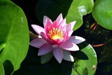 Yeşil yapraklı güzel nilüfer çiçeği, gölde pembe nilüfer çiçeği.