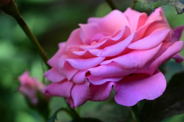 Çiçek açan güllerin taze yaprakları.