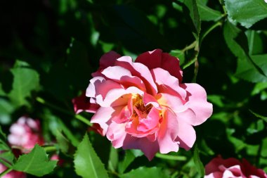 Çiçek açan güllerin taze yaprakları.