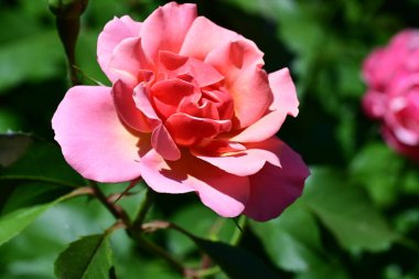 Çiçek açan güllerin taze yaprakları.