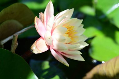 Yeşil yapraklı güzel nilüfer çiçeği, gölde pembe nilüfer çiçeği.