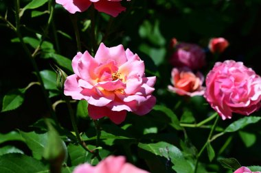 Narin dokuları olan canlı gül çalısı.