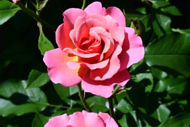 Narin dokuları olan canlı gül çalısı.