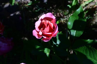 Narin dokuları olan canlı gül çalısı.