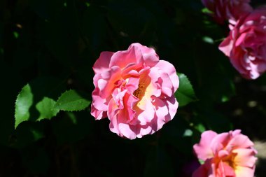 Zarif gül yapraklarının botanik görüntüsü