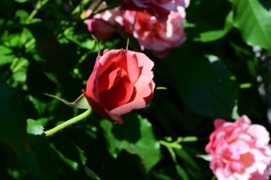 Zarif gül yapraklarının botanik görüntüsü