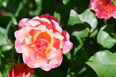 Zarif gül yapraklarının botanik görüntüsü