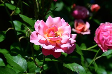 Zarif gül yapraklarının botanik görüntüsü