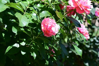 Zarif gül yapraklarının botanik görüntüsü