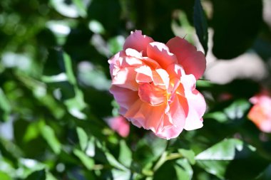 Güzel pembe gül gün ışığında çalıların üzerinde 